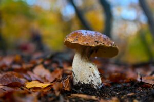A-Porcini-mushroom-in-Italy