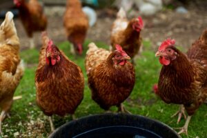 Canadian-Hens