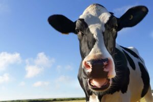 Dairy-cow
