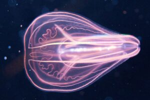 comb-jelly