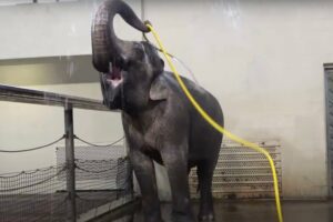elephant-uses-hose-as-tool-to-shower-and-sabotage-berlin-zoo