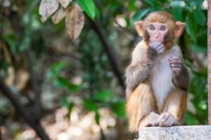 rhesus-monkey-1