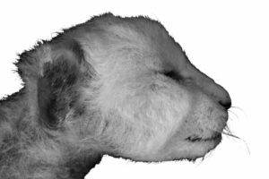 saber-tooth-cat-mummy-image