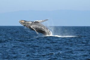 Humpback_whale_breaching