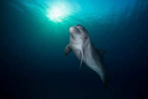 bottlenose-dolphin-alone-underwater