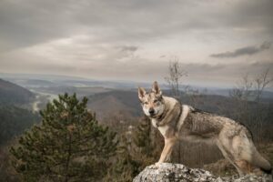 wolfdog-early-canid-domestication