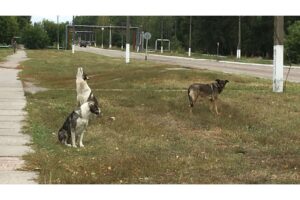 Chornobyl-dogs