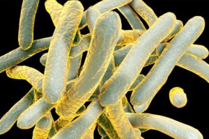 TB-Bacteria