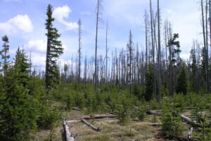 dead-trees-standing-yellowstone-national-park
