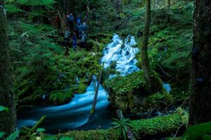 spring-of-Mckenzie-River