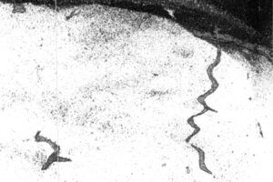 burrowing-animal-pacific-seafloor