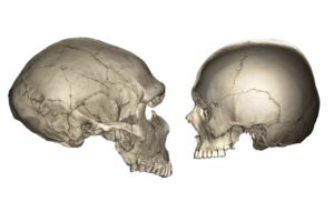 human-versus-neanderthal-face