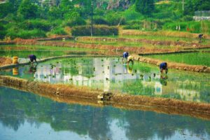 rice-crops-china