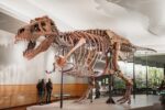 Wealthy Collectors Are Snatching Up T. Rex Fossils, Leaving Scientists Behind
