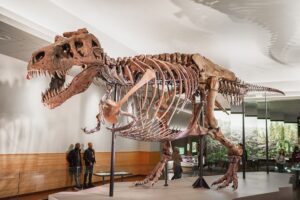 sue-trex