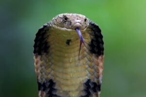 King-Cobra