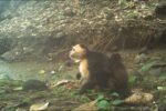 Capuchins Are Abducting Baby Howler Monkeys in Strange, Deadly New Trend
