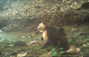 capuchin-abducts-baby-howler