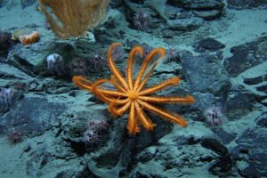 noaa-deep-sea