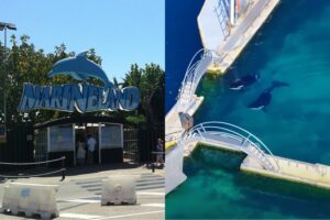 orcas-in-marineland