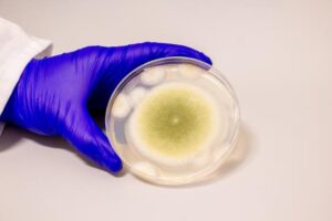 Aspergillus-flavus