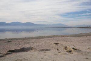 Salton-Sea-Toxicity