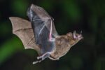 Why Bats Don’t Get Cancer—and What That Means for Humans