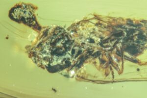 cordyeps-infected-fly
