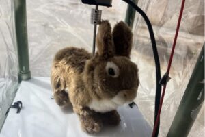 UF-robot-bunny