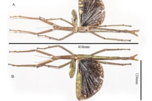 giant-stick-insect-main-crop