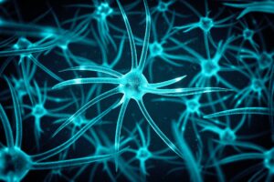 neurons