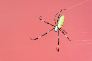 spider-origins-main-image