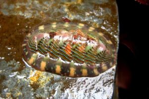 chiton-mollusk-steel-hard-teeth-e1755102921683