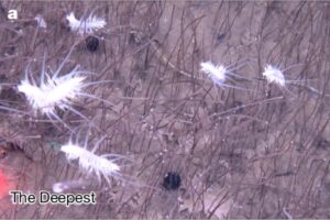 hadal-seep-organisms