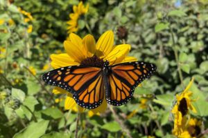 monarch-butterfly