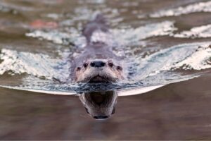 north-american-river-otter