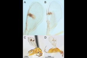parasitic-wasps