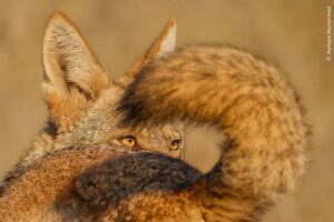 wildlife-photog-OTY-2025-coyote-1