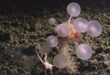 Scientists Just Found a ‘Death-Ball’ Sponge and a Whole Bunch of Other Deep-Sea Weirdos