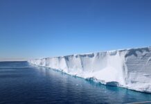 Scientists Went Looking for Shackleton’s Endurance. They found a Hidden Fish City in Perfect Formation Instead