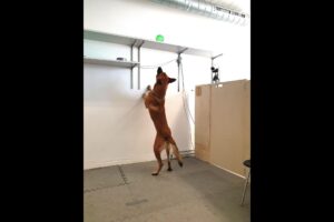 addicteddog