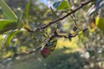 They’re Huge, They’re Creepy, and They’re Back—An Expert’s Tips for Joro Spider Season