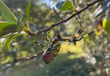 They’re Huge, They’re Creepy, and They’re Back—An Expert’s Tips for Joro Spider Season