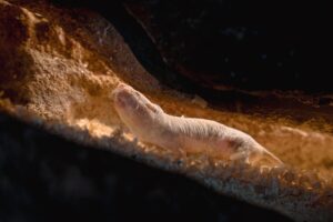 naked-mole-rat