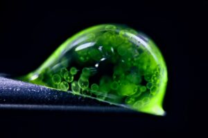 nikon-micrography-jan-rosenbloom-colonial-algae
