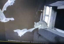 Horrifying Video Shows Rats Snatching Bats Midair, and Scientists Are Seriously Concerned