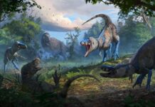 Meet Nanotyrannus, a Tiny Tyrannosaur Previously Mistaken for a Teenage T. Rex