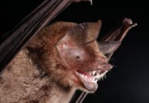 New Bat Coronavirus Shares a Feature That Helped Covid-19 Infect Humans