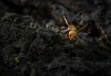 Venomous ‘Murder Hornets’ Kill Two American Tourists on Vacation in Laos