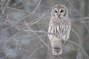 barred-owl